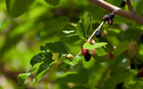 Black mulberry