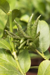 Buddhas Hand