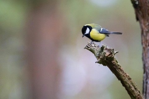 Great tit