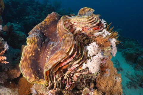 Fluted giant clam