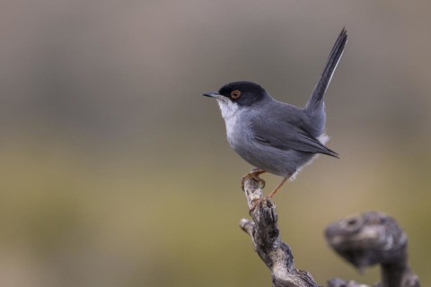 Sardinian warbler