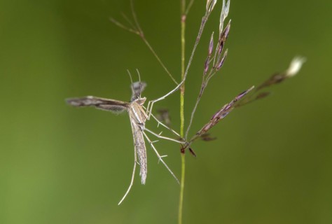 Feather moth