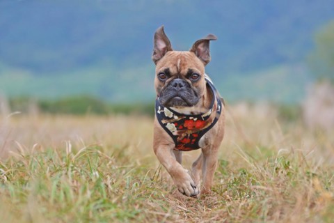 Brown French Bulldog dog wearing a beautiful floral harness running towards camera through meadow