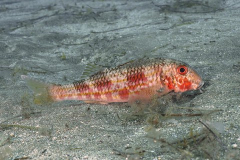 Striped red mullet