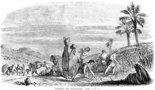 Reapers and Harvesters, agriculture, work, grain, cutting, grape harvest, grapes, vintage, clay jug, woman, men, landscape, mountains, Bible, Old Testament, The Book of Ruth, chapter 2, verse 3, histo...