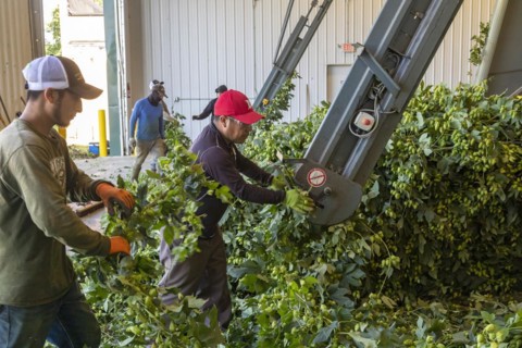 Baroda, Michigan, A Mexican-American crew processes hops at Hop Head Farms in west Michigan. They attach the bines, or vines, to hop harvesting machines that will separate the cones, or flowers, from ...