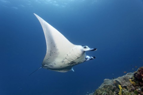 Reef manta ray