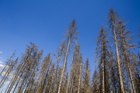 Symbolic photo on the subject of forest dieback in Germany. Spruce trees that have died due to drought and infestation by bark beetles stand in a forest in the Harz Mountains. Altenau, 28.06.2022, Alt...