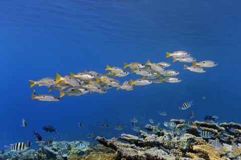 Shoal of Ehrensberg snapper