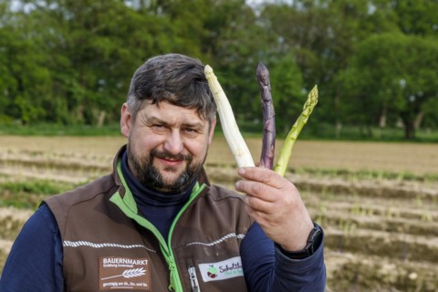 Farmer during asparagus harvest with white, green and violet or purple asparagus, a rare variety from Italy, Rheurdt, North Rhine-Westphalia, Germany, Europe
