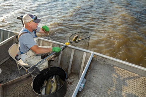Peoria, Illinois, Dave Buchanan fishes for catfish on the Illinois River. He uses a trotline--a long line from which a hundred or more baited hooks are hung. Buchanan is a member of the Midwest Fish C...