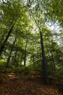 Beech forest in the nature reserve around the Holzmaar on the Holzmaarweg in the Volcanic Eifel, forest, deciduous forest, maars, maar, lake, nature reserve, Gillenfeld, Rhineland-Palatinate, Germany,...