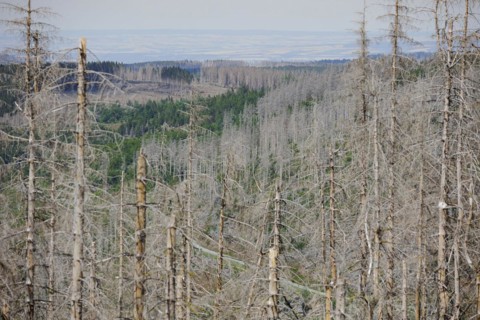 Symbolic photo on the subject of forest dieback in Germany. Spruce trees that have died due to drought and infestation by bark beetles stand in a forest in the Harz Mountains. Altenau, 28.06.2022, Alt...
