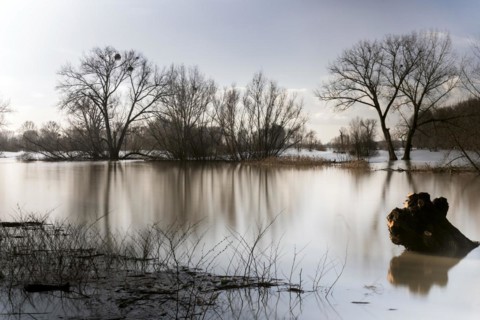 Flooding on the Rhine in the south of Duesseldorf, districts of Benrath and Urdenbach, Duesseldorf, North Rhine-Westphalia, Germany, Europe