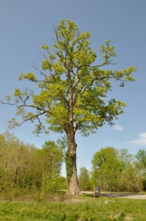 Leguay oak National forest of Bord-Louviers Eure Normandy