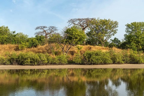 Mangrove Landscape, Kathior Island, Missirah, Sine Saloum Delta, Senegal, West Africa, Africa