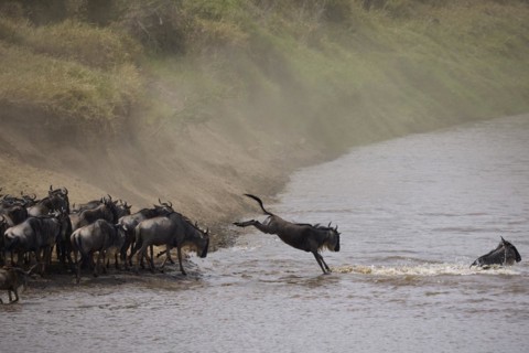 White-bearded wildebeest