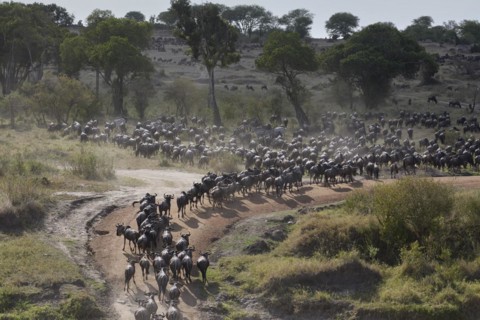 White-bearded wildebeest