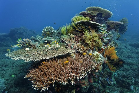 Coral