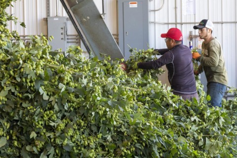 Baroda, Michigan, A Mexican-American crew processes hops at Hop Head Farms in west Michigan. They attach the bines, or vines, to hop harvesting machines that will separate the cones, or flowers, from ...