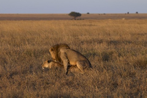 Lions