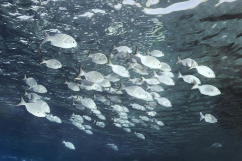 Shoal of brass oarfish