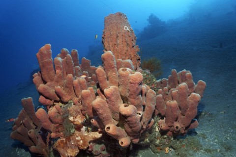 In front, brown tubular sponge