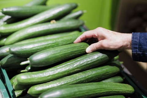 Snake cucumbers, fresh green cucumbers, Radevormwald, 08.06.2022. Radevormwald, Germany, Europe