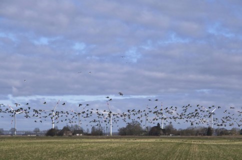 A flock of wild geese over the Wilstermarsch, the Holstein Elbmarsch, in Dithmarschen. In the background, wind turbines for power generation. Wilstermarsch, Wewelsfleth, Schleswig-Holstein, Germany, E...