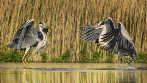 Grey heron