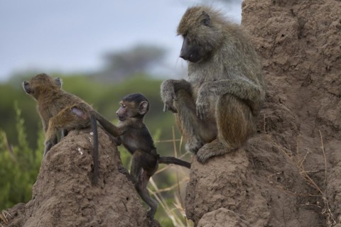 Olive baboon