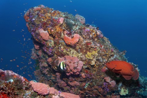 Coral reef, coral block with colony of orange cup coral