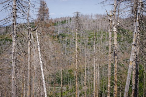 Symbolic photo on the subject of forest dieback in Germany. Spruce trees that have died due to drought and infestation by bark beetles stand in a forest in the Harz Mountains. Altenau, 28.06.2022, Alt...