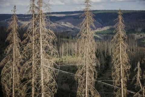 Symbolic photo on the subject of forest dieback in Germany. Spruce trees that have died due to drought and infestation by bark beetles stand in a forest in the Harz Mountains. Lerbach, 28.06.2022, Ler...
