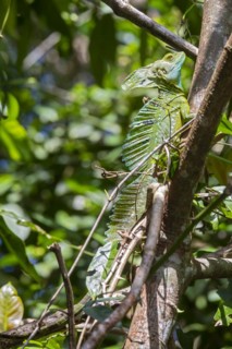 Tortuguero National Park, Costa Rica, A male Emerald basilisk . It is commonly called the Jesus Christ Lizard
