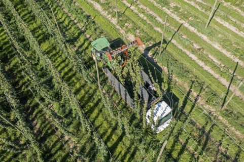Baroda, Michigan, A Mexican-American crew harvests hops at Hop Head Farms in west Michigan. The red cutting machine cuts the ropes on which the hop vines have been growing, and workers then pull the v...