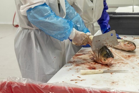 East Peoria, Illinois, Workers at Sorce Freshwater process and package silver carp
