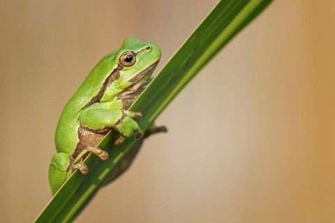 European tree frog