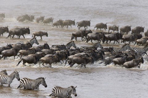 White-bearded wildebeest
