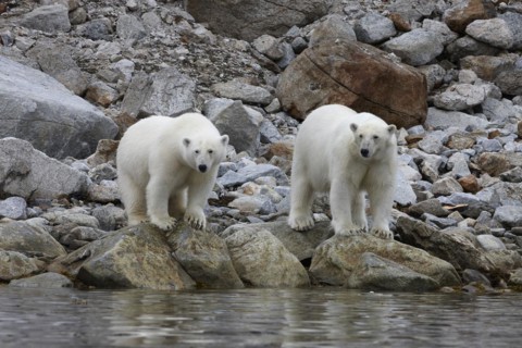 Polar bears
