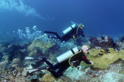 Two divers hang from a rope anchored by current hooks in the coral reef of Lake Sawu, Pacific Ocean, Komodo National Park, UNESCO World Heritage Site, Lesser Sunda Islands, East Nusa Tenggara Province...