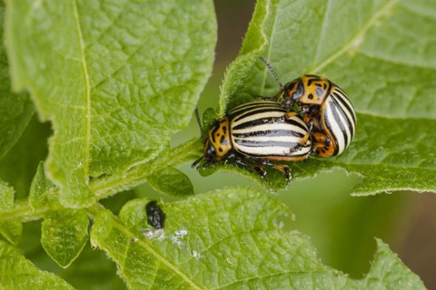 Two Colorado potato beetles sitting on the leaf of a potato plant. Berlin, 09.06.2022, Berlin, Germany, Europe