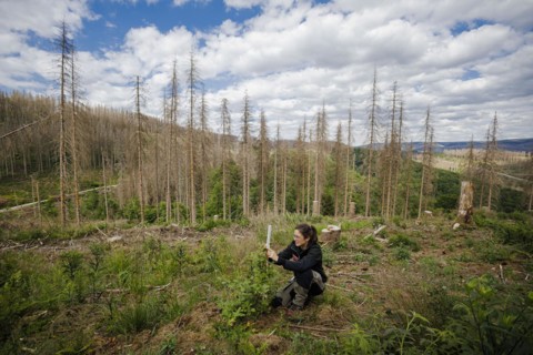 An employee of the Northwest German Forest Research Institute checks drought damage to a young beech on a trial plot in the Harz Mountains. Here, research is being conducted into how the forest can be...