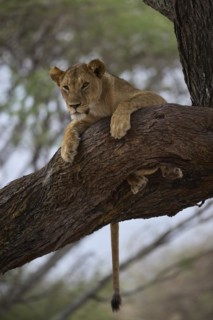 Lion
