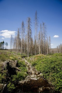 Symbolic photo on the subject of forest dieback in Germany. Spruce trees that have died due to drought and infestation by bark beetles stand in a forest in the Harz Mountains. Altenau, 28.06.2022, Alt...