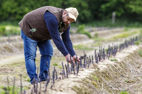 Farmer during harvest, purple or violet asparagus, rare variety from Italy, Rheurdt, North Rhine-Westphalia, Germany, Europe