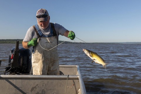 Peoria, Illinois, Dave Buchanan fishes for catfish on the Illinois River. He uses a trotline--a long line from which a hundred or more baited hooks are hung. Buchanan is a member of the Midwest Fish C...