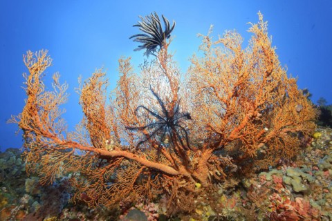 Tuberous gorgonian