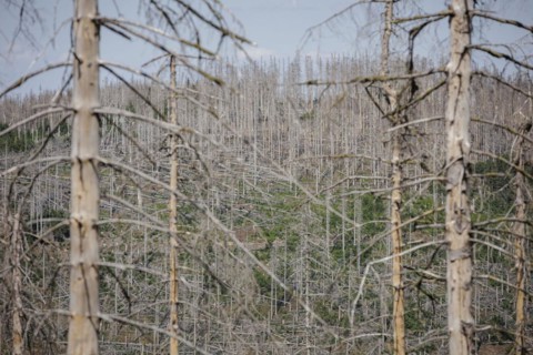 Symbolic photo on the subject of forest dieback in Germany. Spruce trees that have died due to drought and infestation by bark beetles stand in a forest in the Harz Mountains. Altenau, 28.06.2022, Alt...
