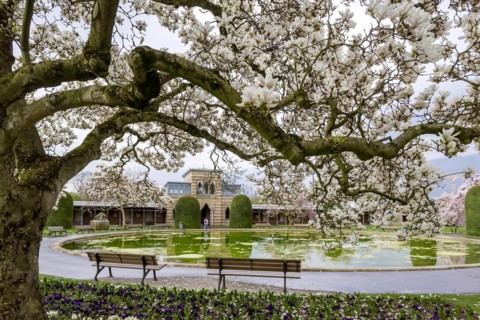 Flowering magnolia